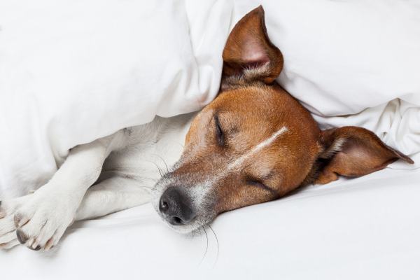 Jack Russel spící v bílých peřinách